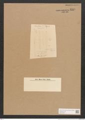 Diatomeae indet. (de-Toni-Nr.: Species 2102 ?) Zeichnungen Sammlung Grunow Nr. 4389 (NHMW-BOT-W0372555)